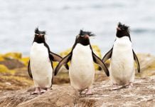 Falklandinseln, Großbritannien Falklandinseln_Grossbritannien