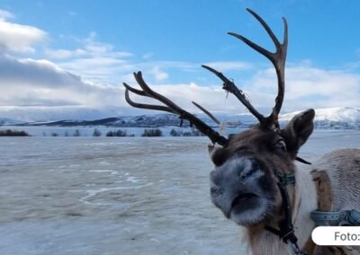 Ausflug in ein Rentiercamp mit der Mein Schiff 3 von TUI Cruises