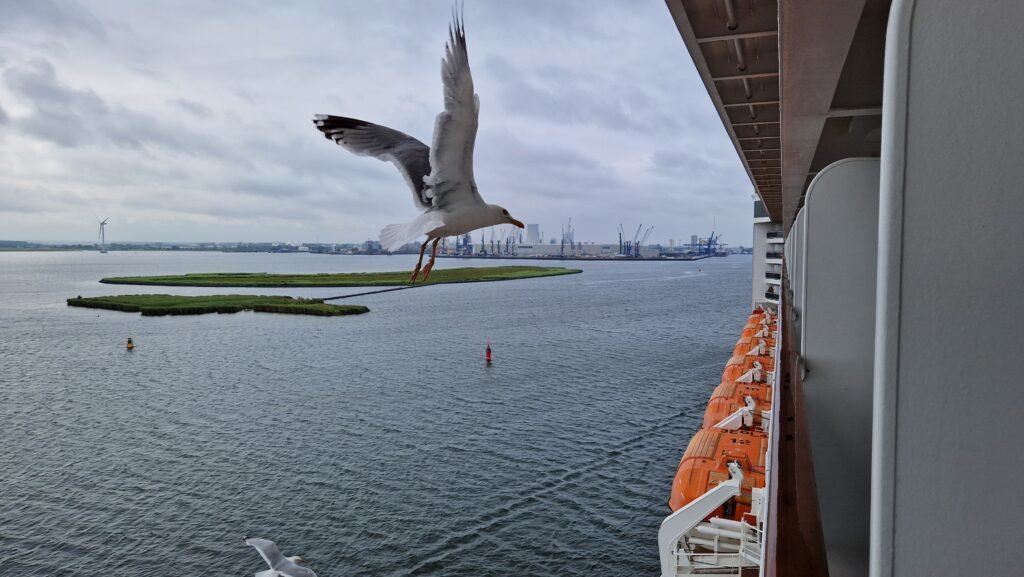 Möwe