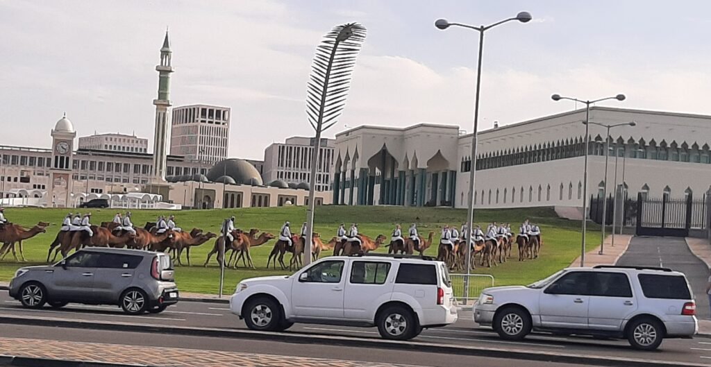 Doha - Moderne und Historie - Kamelparade des Scheichs