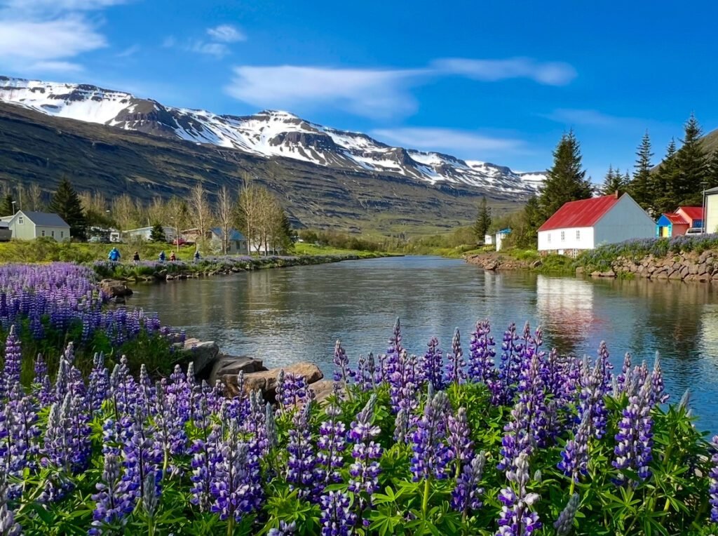 Sommer, Lupinen und Schnee
