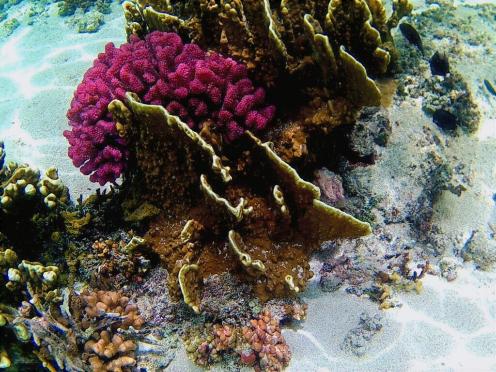 Korallenriff auf Mystery Island, Vanuatu, Südpazifik