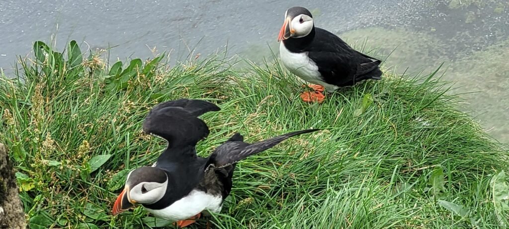 Papageientaucher auf Island