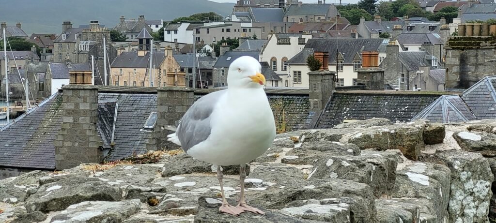 Spaziergang in Lerwick, Shetland Inseln