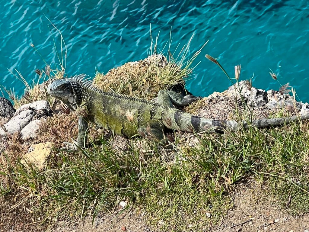 Grüner Leguan auf Curacao - ABC Inseln