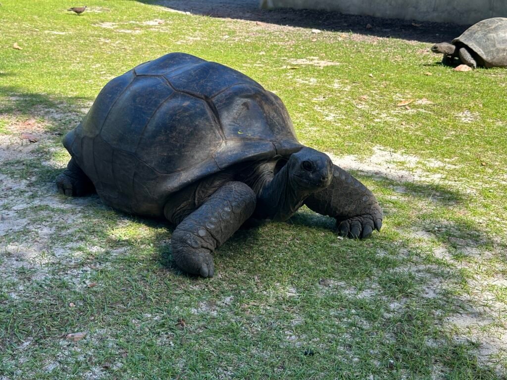 Turtles auf der Insel Curieuse - Seychellen