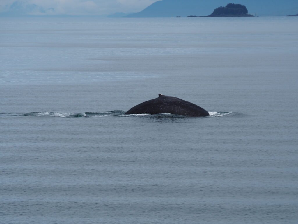 Buckelwal Juneau Alaska