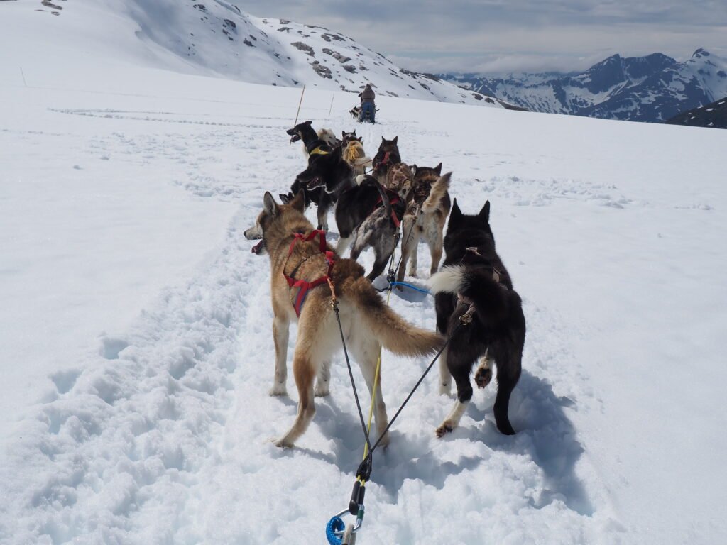 Husky Schlittentour Gletscher Skagway Alaska