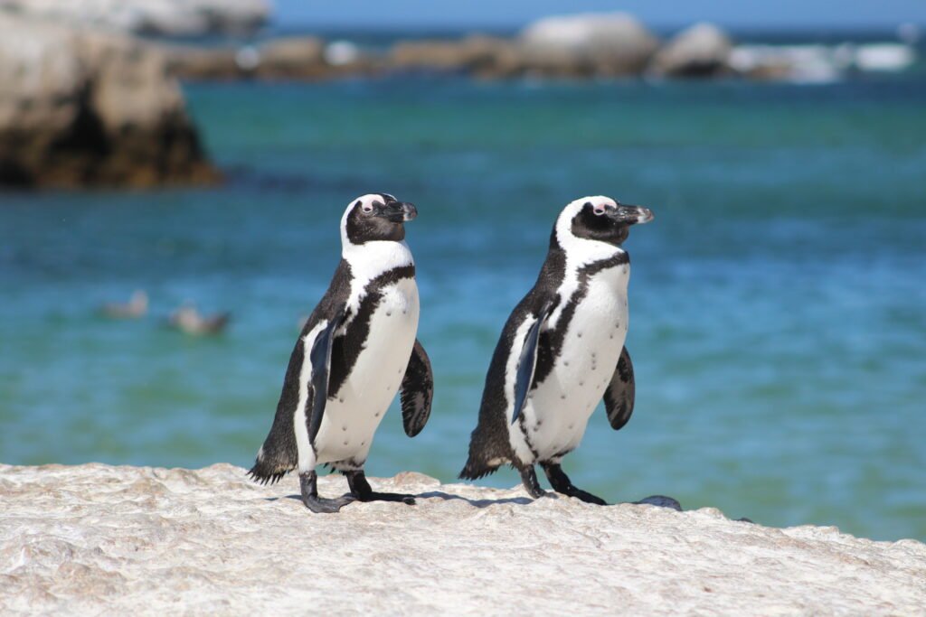 Pinguine in Boulders Beach , Südafrika