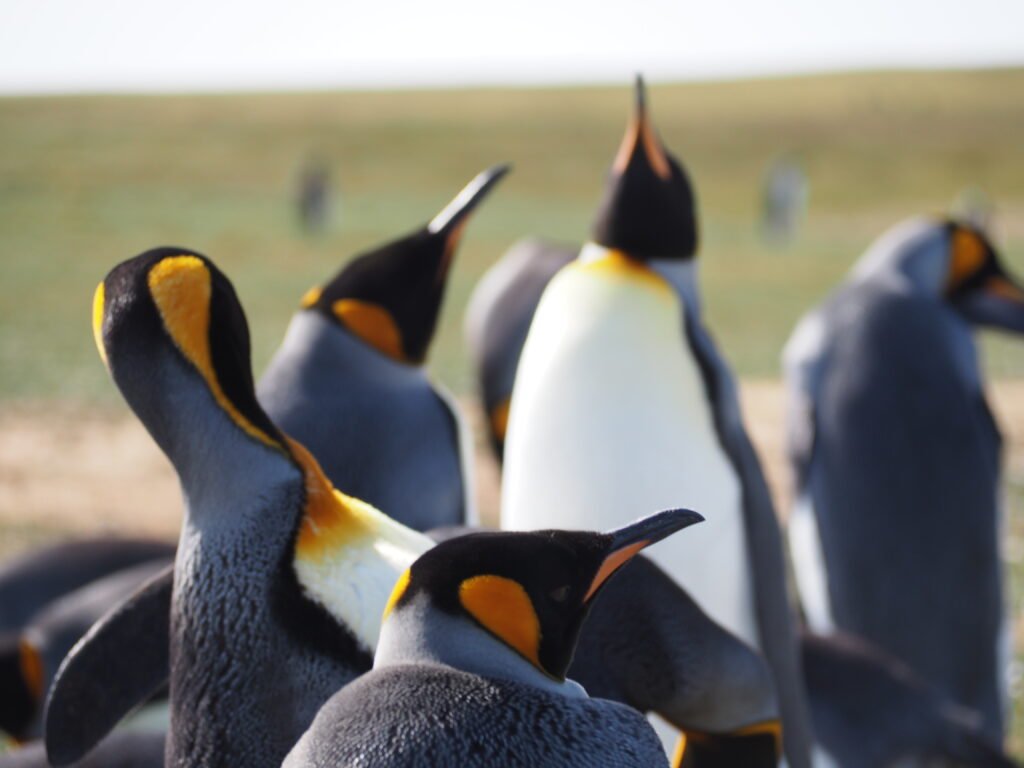 Königspinguine Port Stanley Falklandinseln
