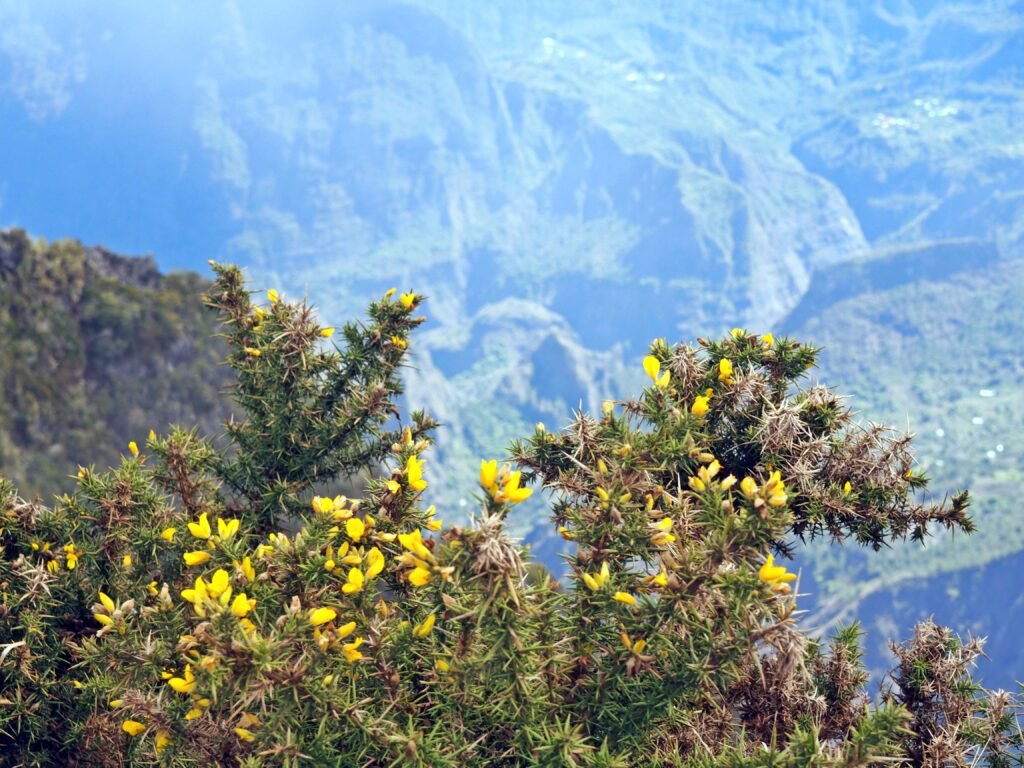 Pflanzenwelt La Reunion