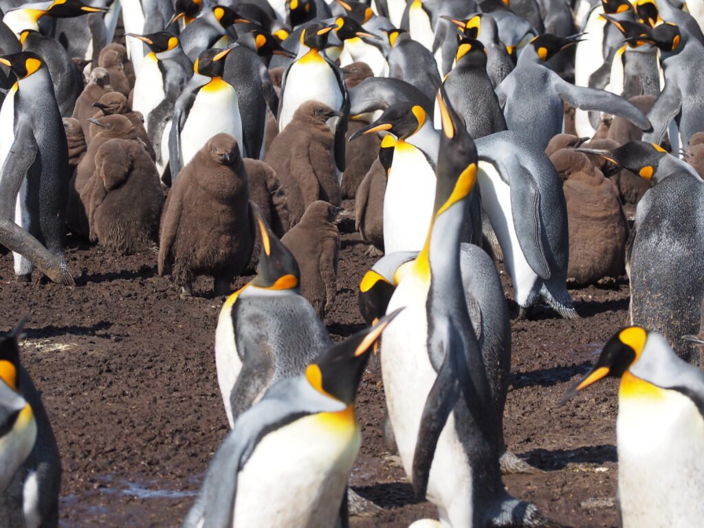 Pinguin Kolonie Falklandinseln Port Stanley