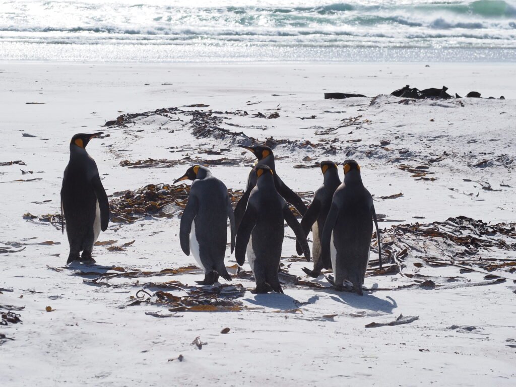Strandtag Pinguine Port Stanley Falklandinseln