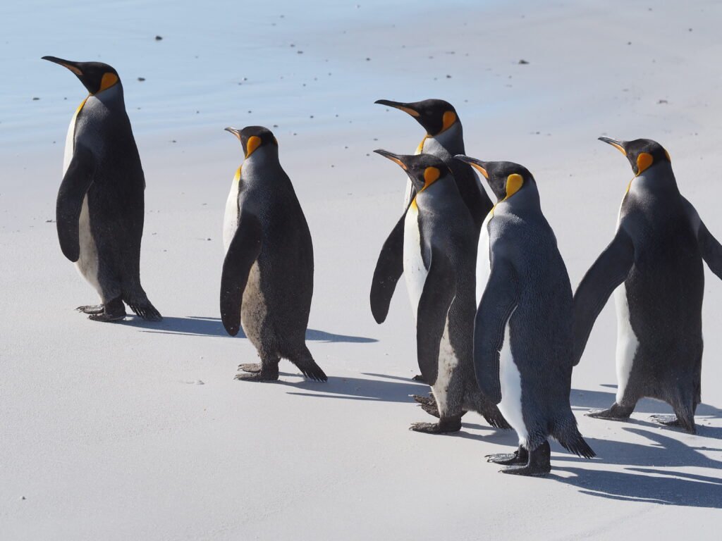 Pinguine Falklandinseln Port Stanley
