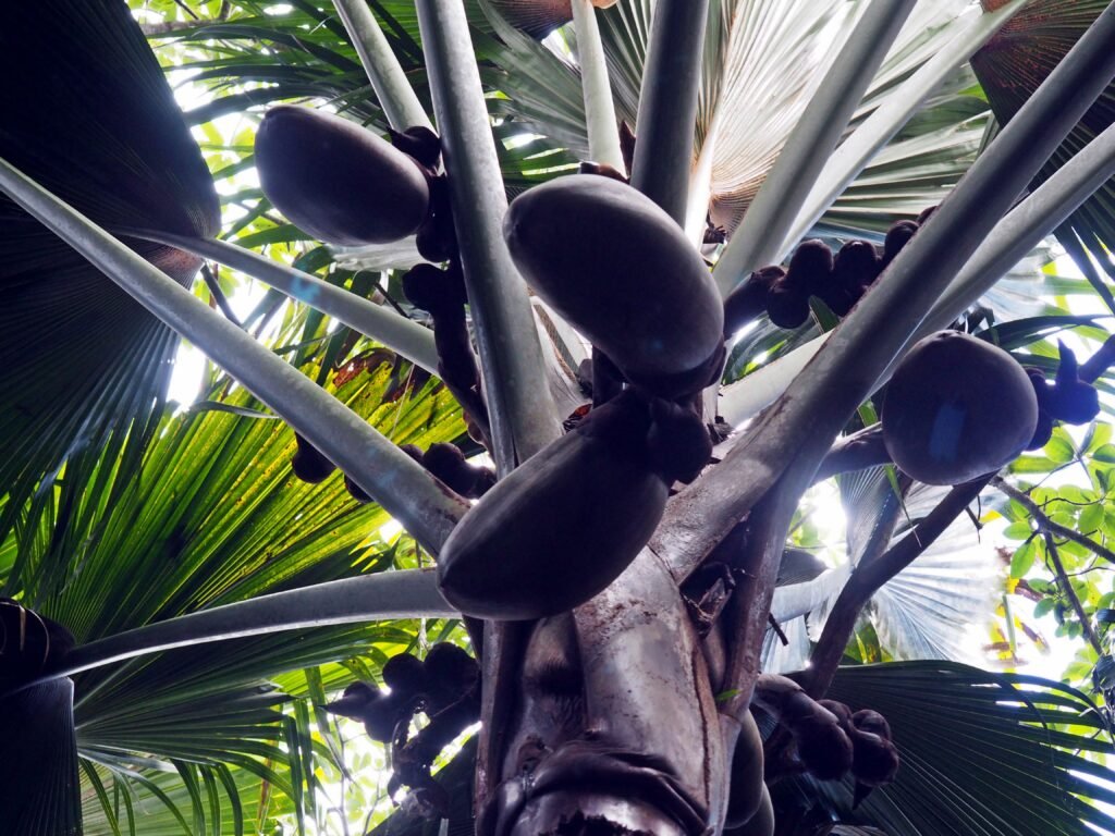 Palme Praslin Seychellen