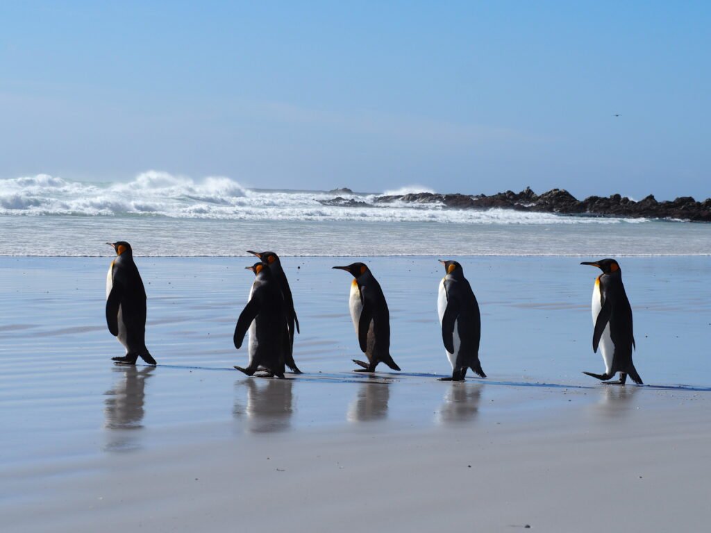 Strandspaziergang Pinguine Falklandinseln Port Stanley