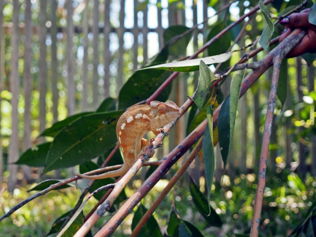 Tierwelt La Reunion