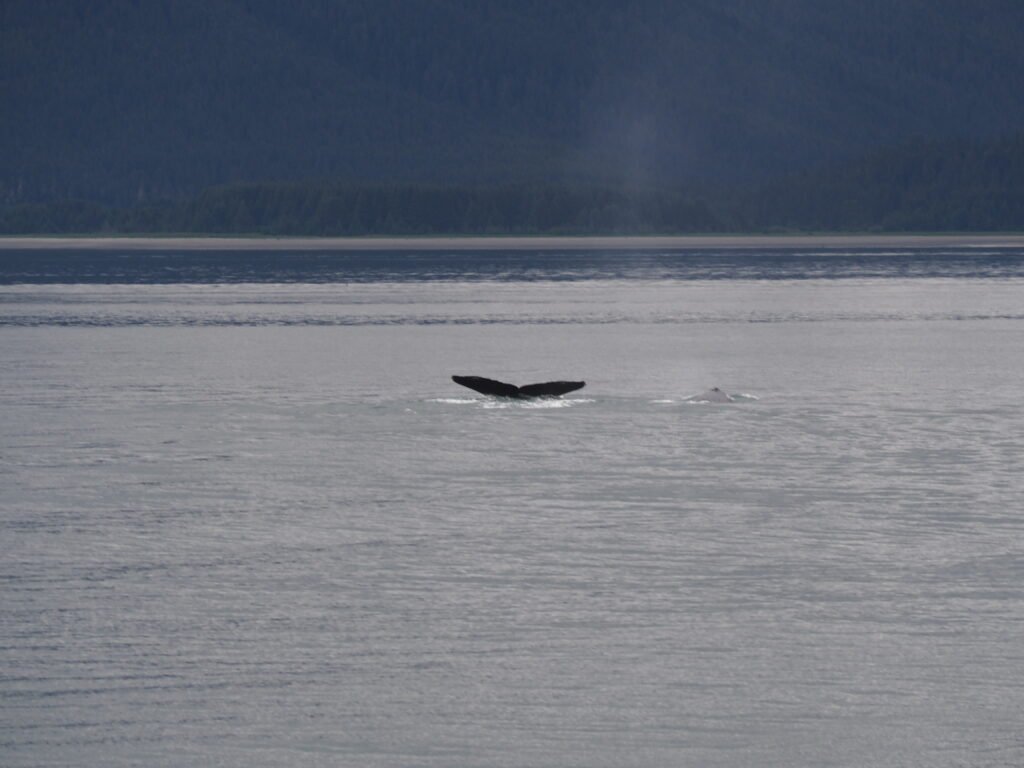 Whale Watching Juneau Alaska