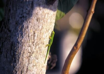 gruener-gecko-am-Baum-auf-den-seychellen