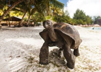 riesenschildkröte-auf-curieuse-island-