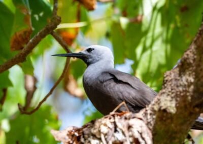 vogel-auf-einem-baum-cousin-seyche
